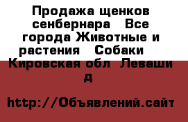 Продажа щенков сенбернара - Все города Животные и растения » Собаки   . Кировская обл.,Леваши д.